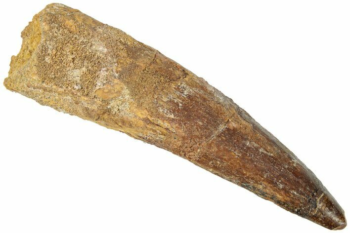 Fossil Spinosaurus Tooth - Real Dinosaur Tooth #311800